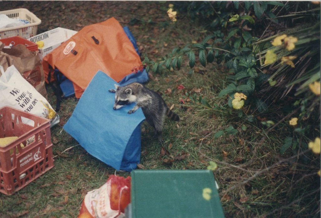 when camping outdoors do raccoons attack tents _ Food Storage