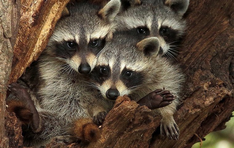 when camping outdoors do raccoons attack tents _ Nesting