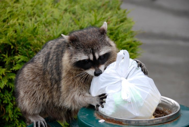 when camping outdoors do raccoons attack tents _ Smell